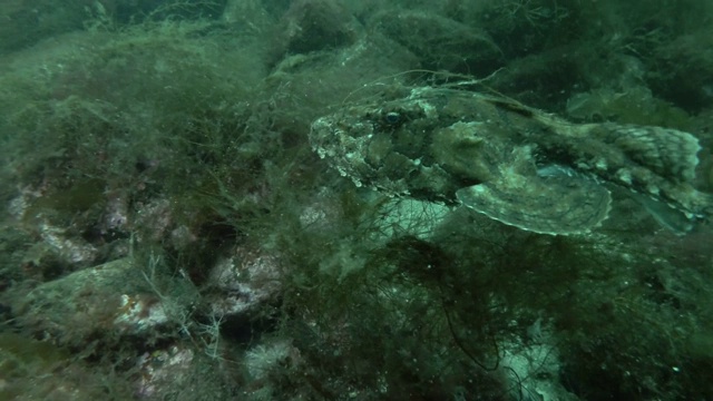 安康鱼或琵琶鱼(Lophius piscatorius)张开嘴游过海藻视频素材