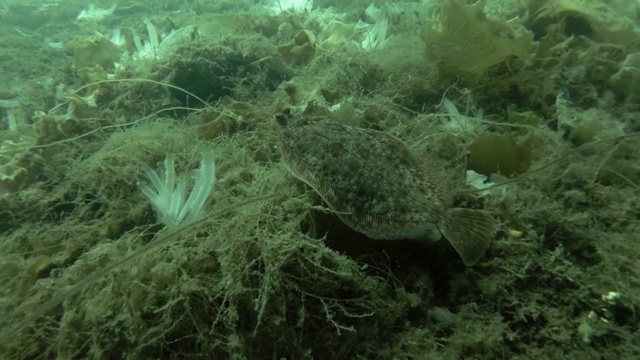 透明海鞘(Ciona natiinalis, Ascidia natiinalis)视频素材