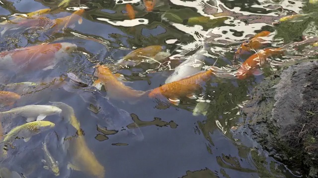 锦鲤在池塘花园中游泳视频素材