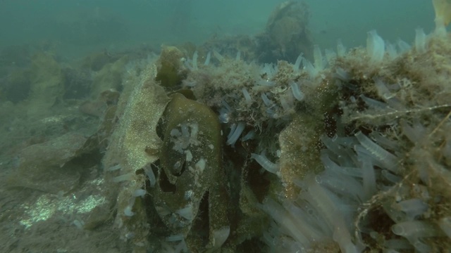 Goldsinny濑鱼(Ctenolabrus rupestris)游过长满海带和其他棕色藻类的海床视频素材