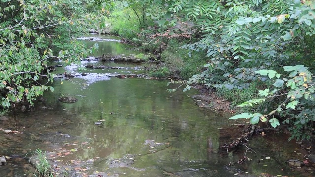 林地里的小溪缓缓地流过布满岩石的河床，微风吹动了悬垂树木上的叶子视频素材