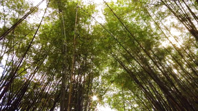 明亮的阳光穿过越南热带丛林的竹林视频素材