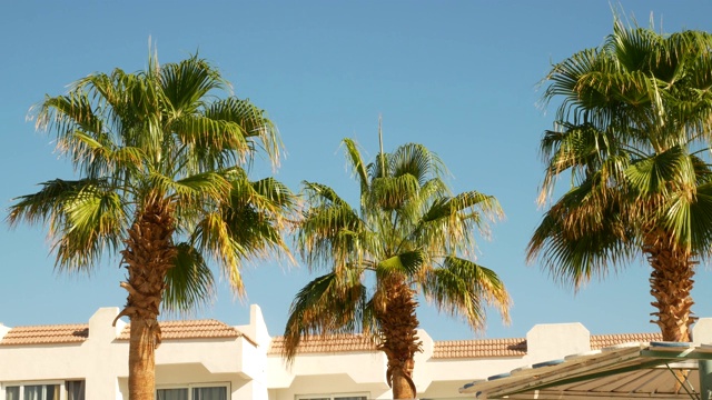 棕榈树在蓝天的背景视频素材