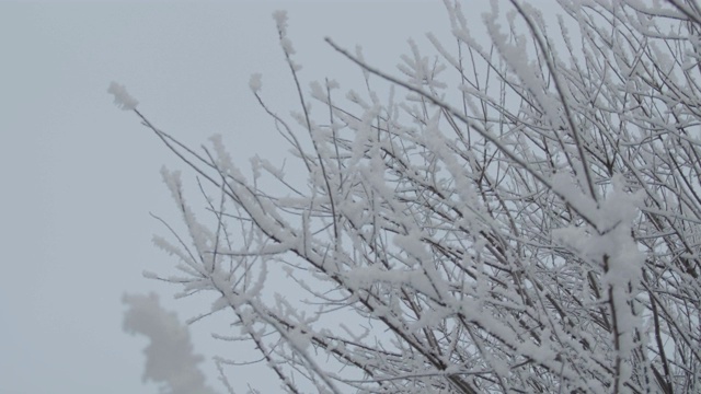 雪霜植被树视频素材