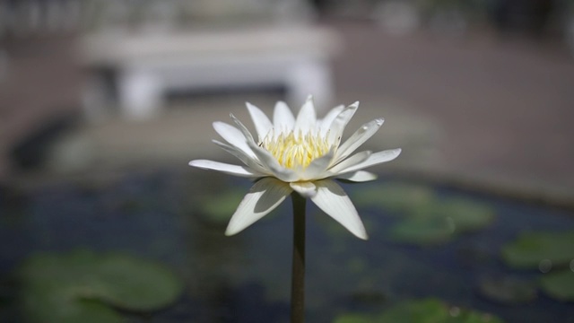 美丽的睡莲花在花园里视频素材