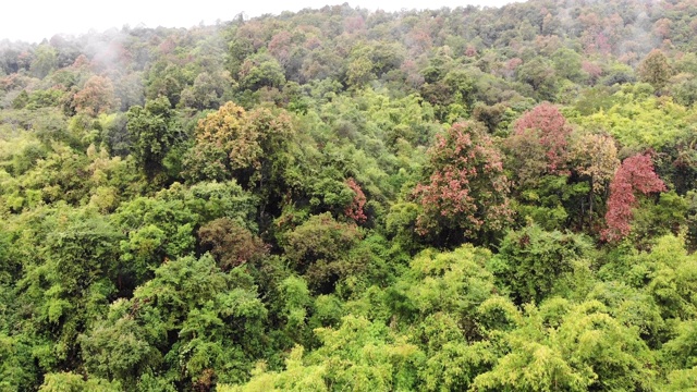 鸟瞰图无人机拍摄的风景优美的热带自然林木林背山视频素材