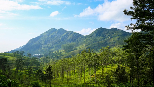 茶园:斯里兰卡中部省份:指节山脉视频素材