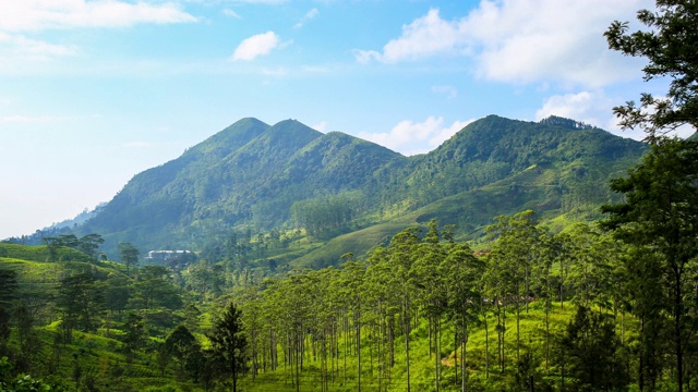 茶园:斯里兰卡中部省份:指节山脉视频素材