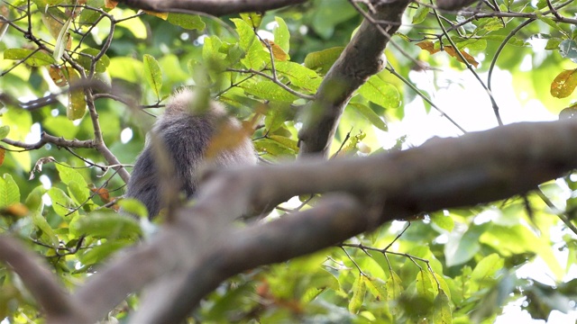 来自斯里兰卡的野生紫面叶猴视频素材