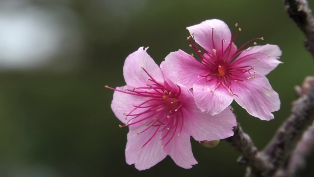 樱花在公园里盛开视频素材