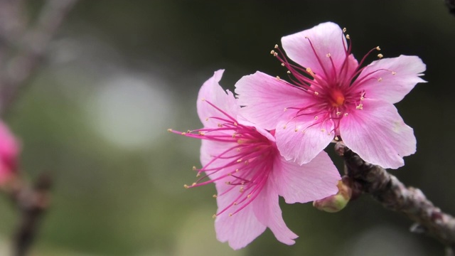 樱花在公园里盛开视频素材