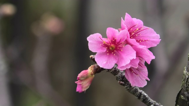 樱花在公园里盛开视频素材