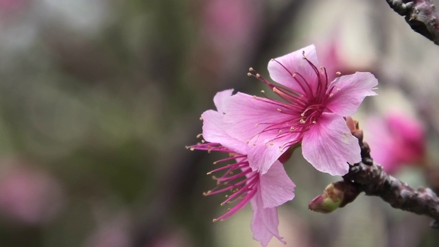 樱花在公园里盛开视频素材