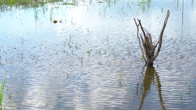 地面完全浸透了水视频素材