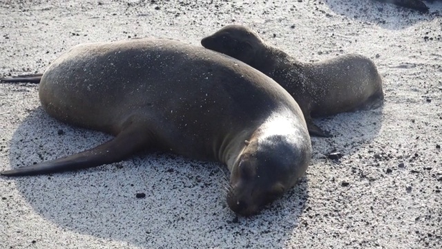 海狮视频素材