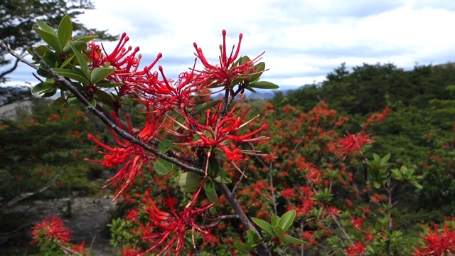 红色的花视频素材