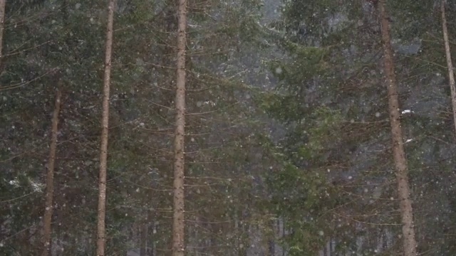 下雪的户外森林与美丽的针叶树背景视频素材