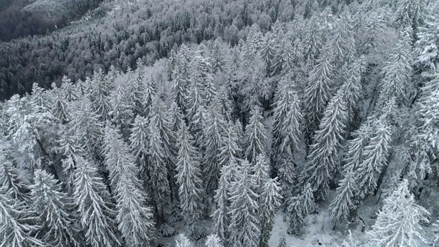 飞过冬天的云杉和松树林。冬季多雪的自然景观。UHD 4 k视频素材