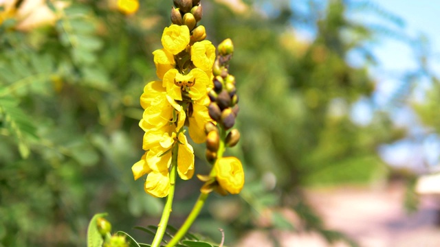 黄花背景4k慢镜头60fps视频素材