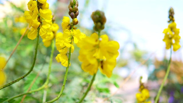 黄花背景4k慢镜头60fps视频素材