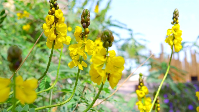 黄花背景4k慢镜头60fps视频素材