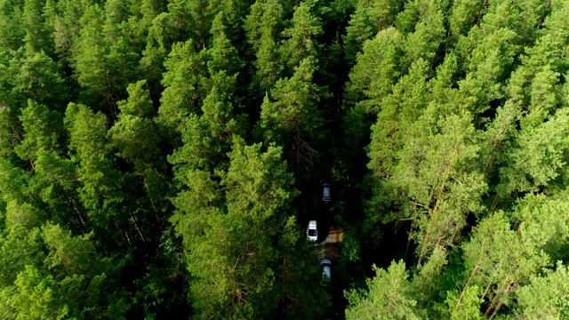 Flycam驾驶着汽车跟踪隐藏在冷杉树荫下的道路视频素材