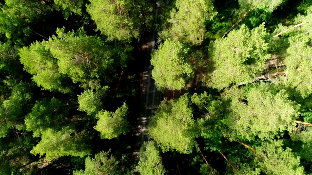 鸟眼飞行在树顶显示道路隐藏在森林的黑暗视频素材