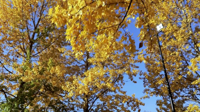 桦树在秋天视频素材