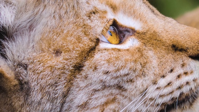 近距离的猞猁猫在秋天视频素材