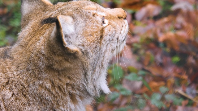 近距离的猞猁猫在秋天视频素材