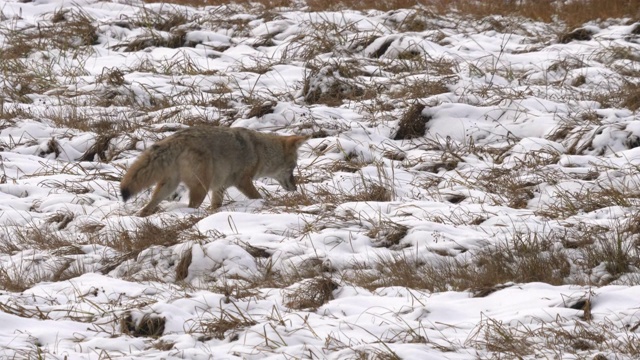 在黄石公园秋雪下的草地上打猎的郊狼视频素材