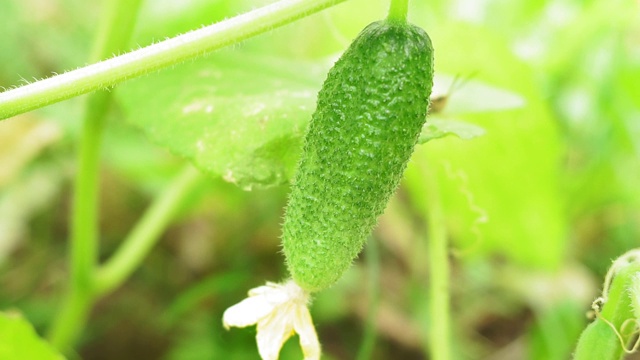 大自然，田间种植蔬菜黄瓜农场特写视频素材