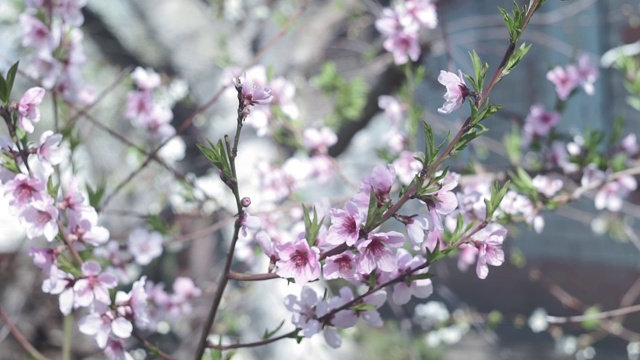 美丽的春光花香背景。近距离观看美丽的杏树花孤立在蓝天。实时全面视频素材