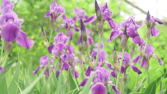 紫鸢尾花植物鸢尾紫罗兰花在风视频素材