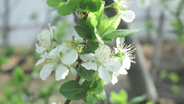 春天苹果树花开花落，合拢。鲜花、果园树、园艺。视频素材