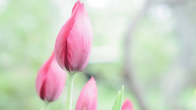 美丽的郁金香花在郁金香田与模糊的背景彩色郁金香田。在柔和的光线下，郁金香嫩芽和新鲜的绿叶。盛开的郁金香。视频素材