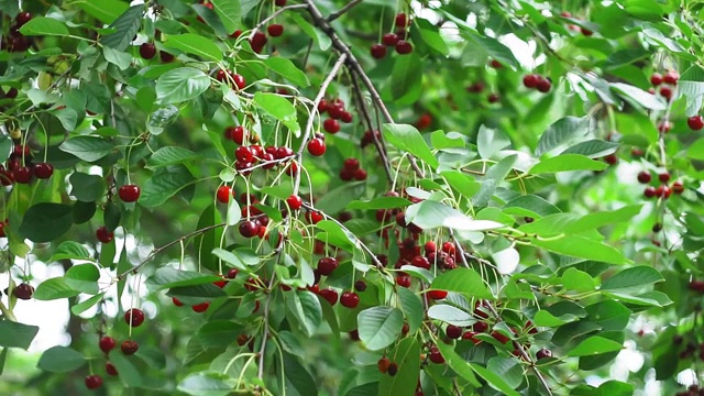 花园里一棵树上成熟的红樱桃。在花园里种植有机水果视频素材