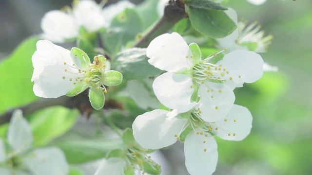 春天苹果树花开花落，合拢。鲜花、果园树、园艺。视频素材