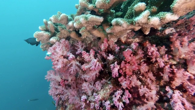 泰国顶级潜水地点与水下鹿角珊瑚(Pocillopora grandis)在多彩的珊瑚礁视频素材