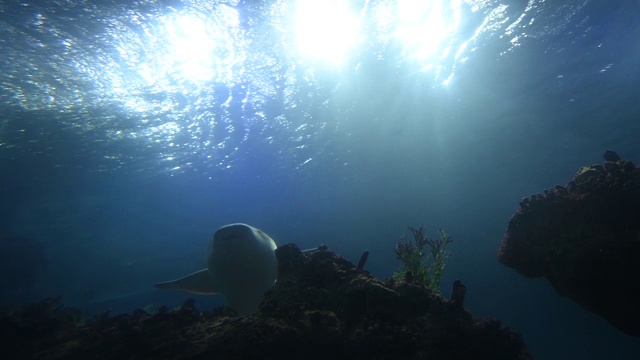 水族箱里的海水如同大海，里面的鱼和植物如同亚洲的水下世界。视频素材