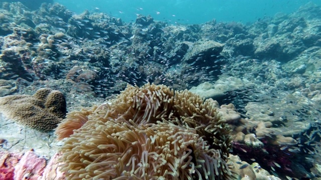 华丽海葵中的小丑鱼(Amphiprion ephippium)视频素材