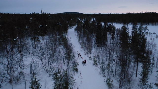 冬季，狗在深雪林里拉雪橇的跟踪镜头视频素材