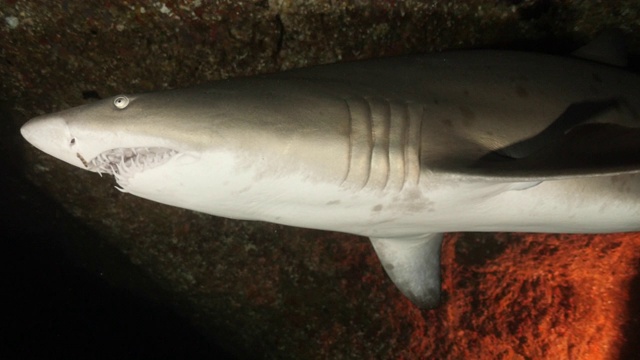 野生沙虎鲨(Carcharias taurus)游近镜头，日本视频素材