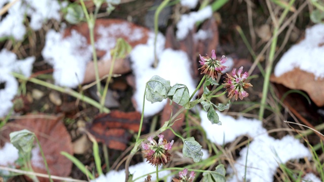 三叶草花与雪视频素材