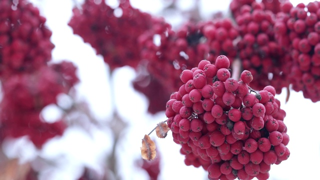 红色的山灰和雪视频素材