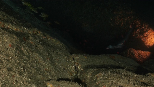 大沙虎鲨(Carcharias taurus)在海底黑暗的洞穴，日本视频素材