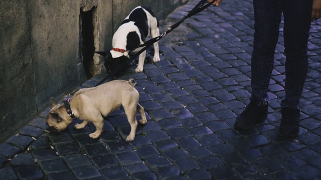 法国斗牛犬。养法国斗牛犬的狗在街上走。视频素材