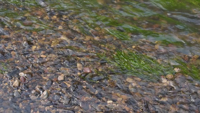 特写的河流流过灰色的石头。视频素材