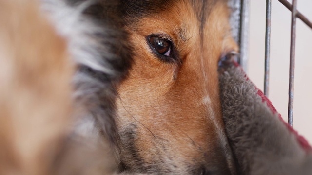 设得兰牧羊犬躺在舒适的笼子里四处张望的特写镜头，4k镜头。视频素材