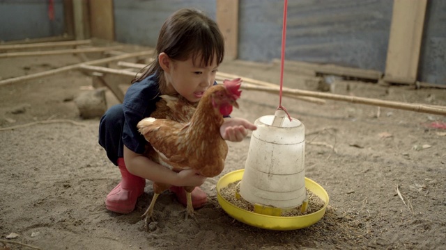 快乐的亚洲小女孩在农村的农场里抱着一只棕色的母鸡。她试图强迫母鸡吃东西。手持拍摄，真实生活视频素材